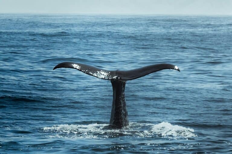 La queue d'une baleine hors de l'eau