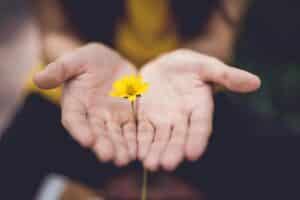 Une fleure jaune dans des mains
