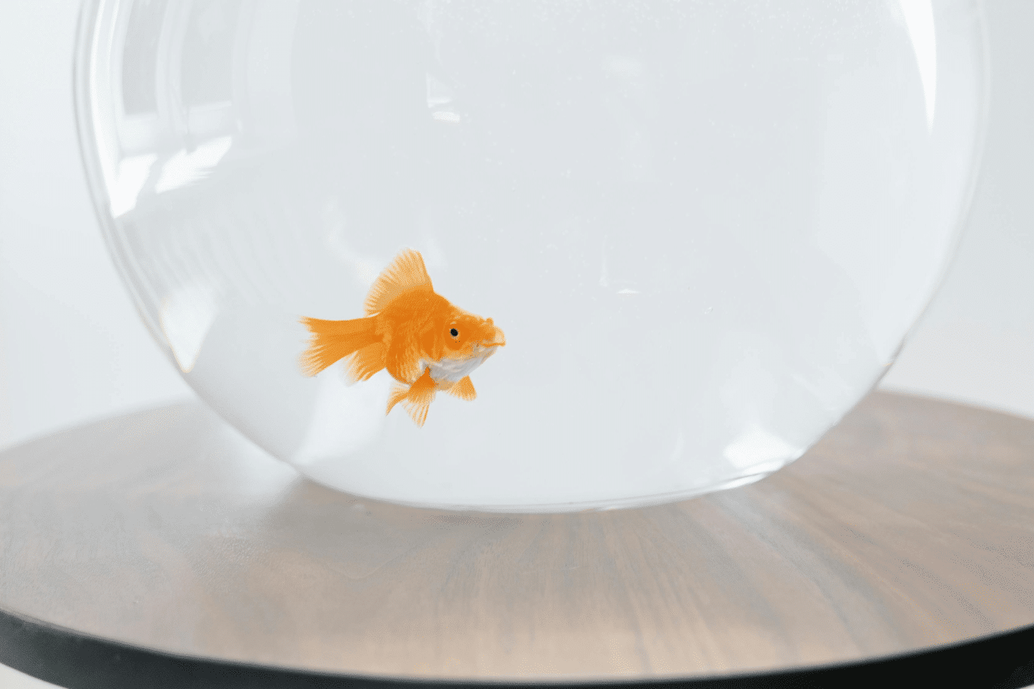 Un poisson rouge est dans un bocal vide sur une table nue