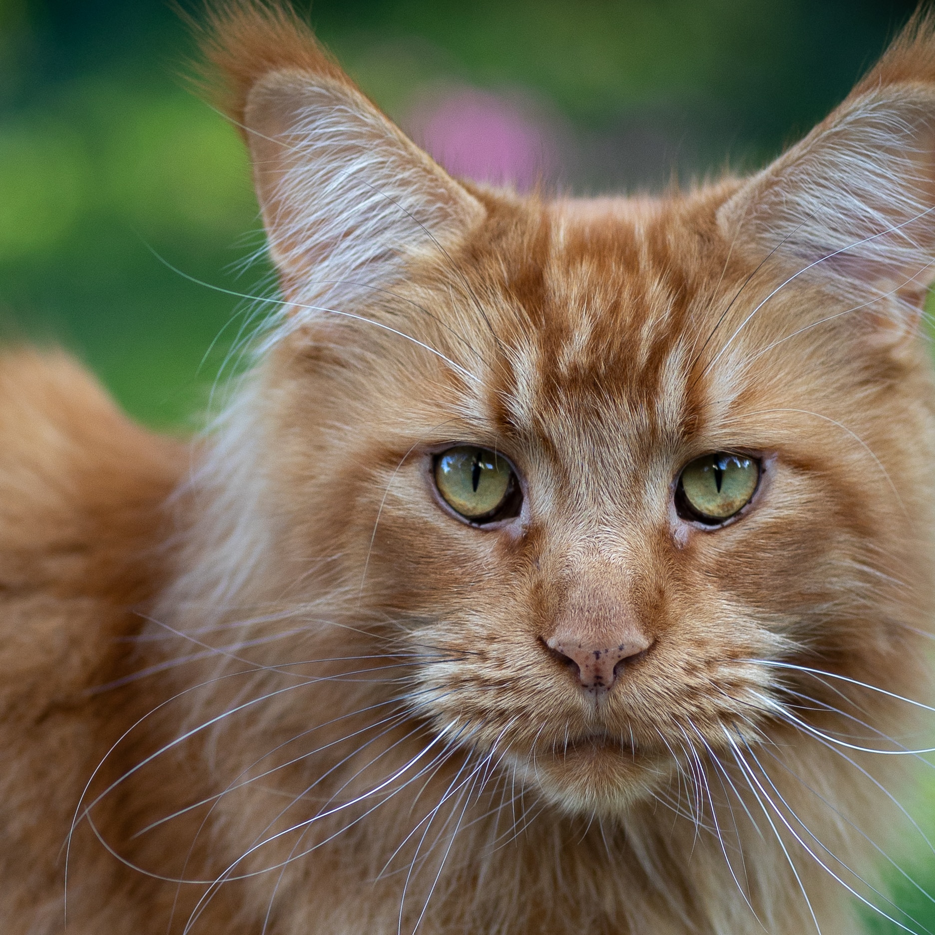 Chat qui illustre le principe : briser le déni