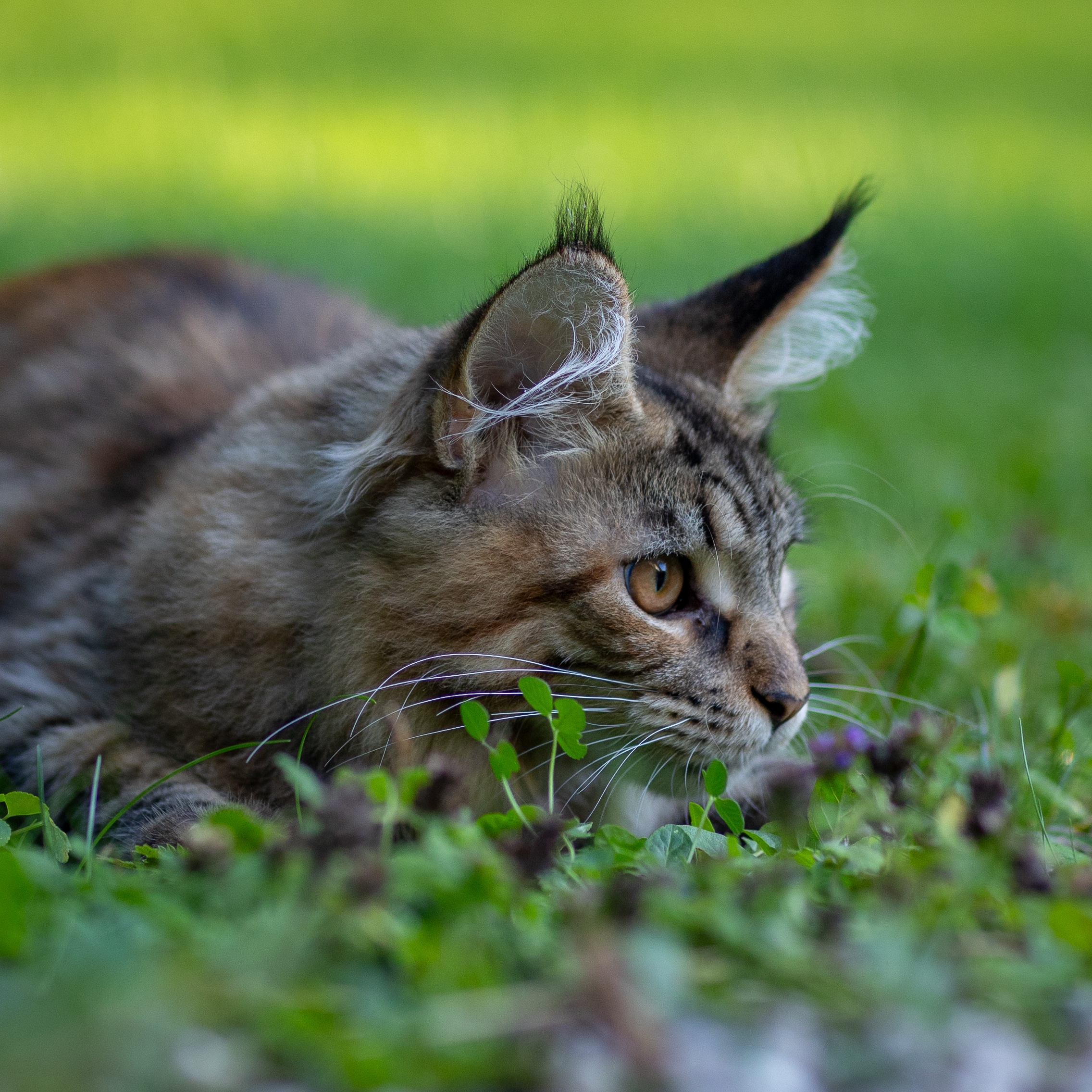 Chat qui illustre le principe : être libre
