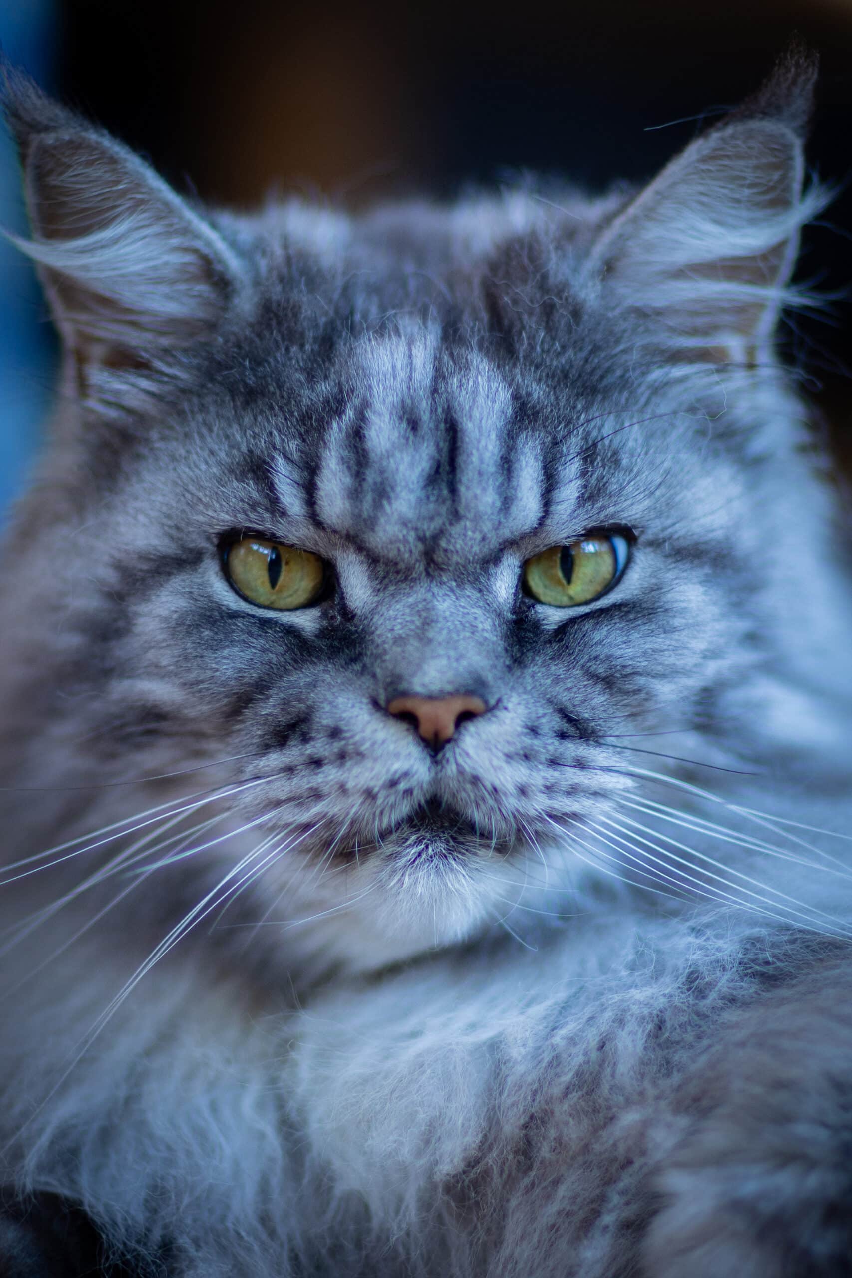 Chat qui illustre le principe : ouvrir les yeux